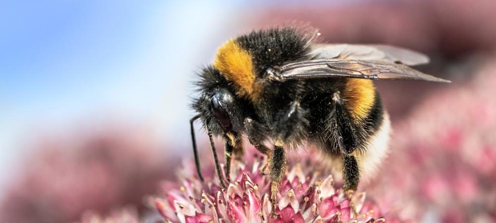bumble bee on a pink flower