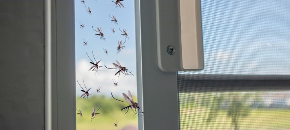 mosquitoes outside a window
