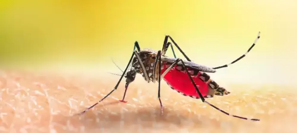 Mosquito on skin