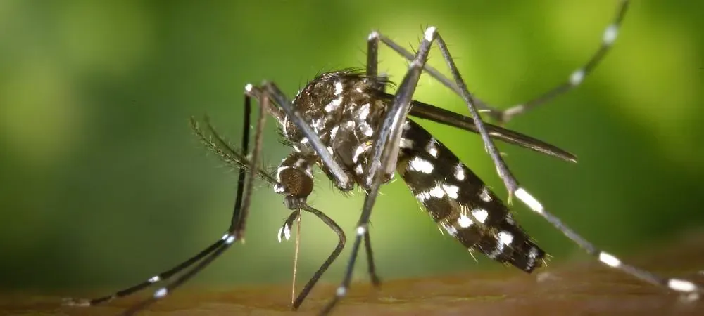 close up of a mosquito