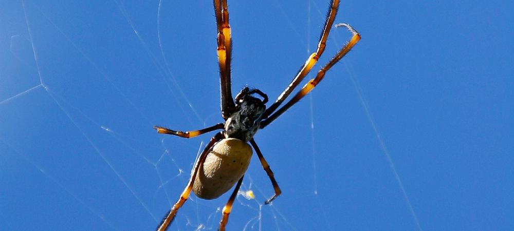 Golden Silk Orb Weaver Spider on a web