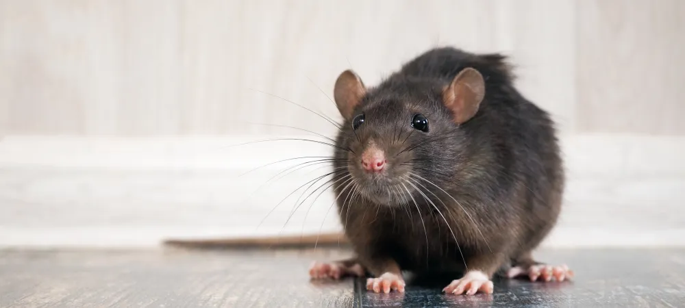 Rodent in home