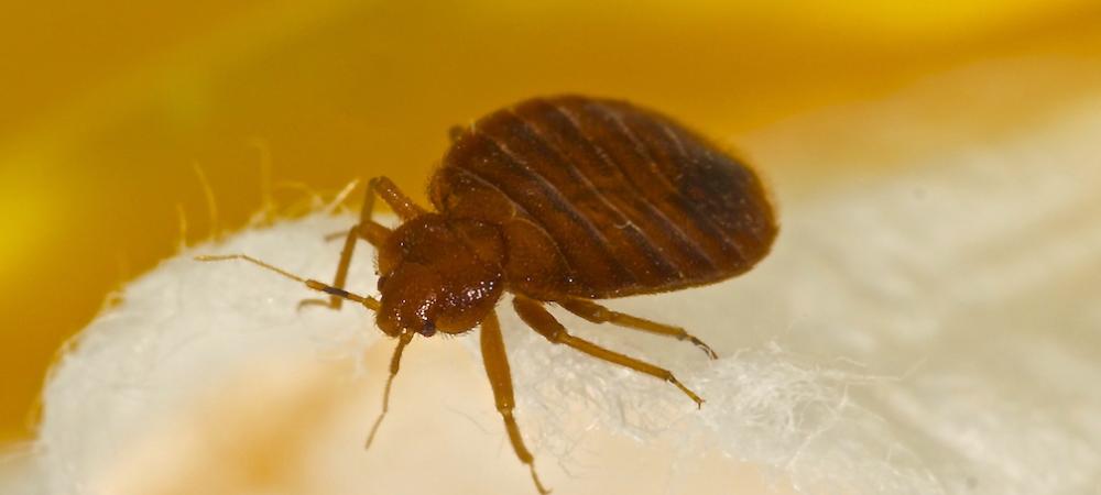 Bed Bug