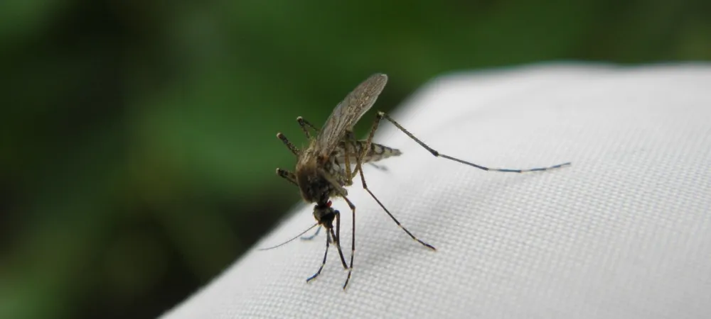 mosquito on a shirt