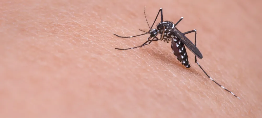 mosquito landing on an arm