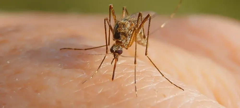 mosquito landing on person's arm