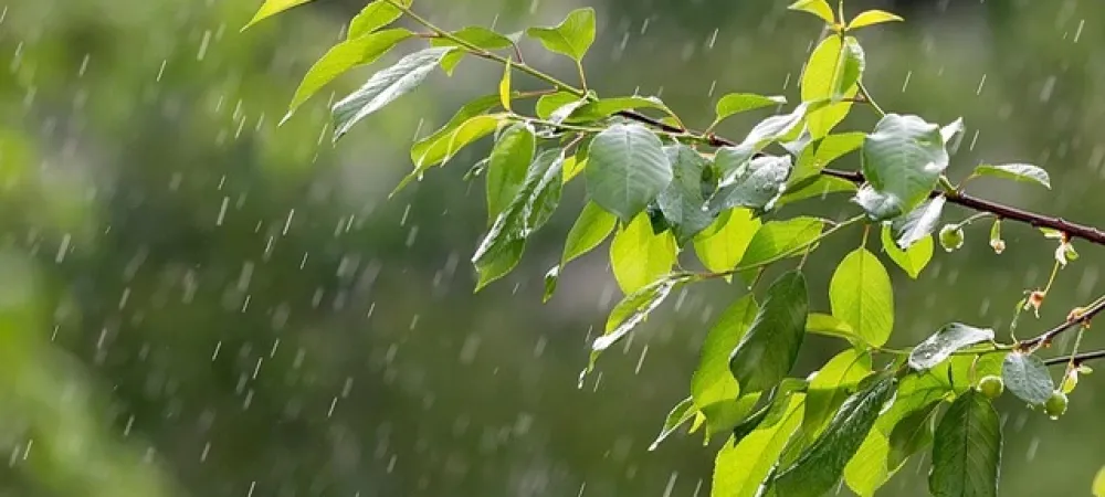 rain on a leaf