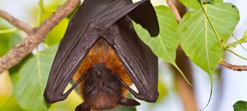 Bat in West Virginia 
