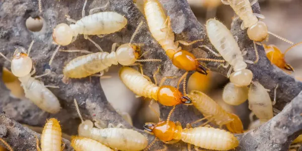 termites