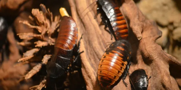 Cockroaches in West Virginia 