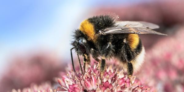 bumble bee on a pink flower