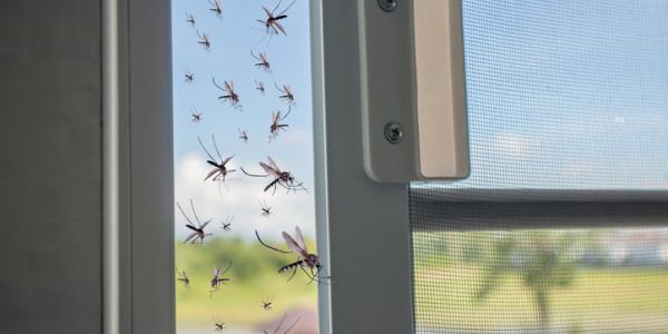 mosquitoes outside a window