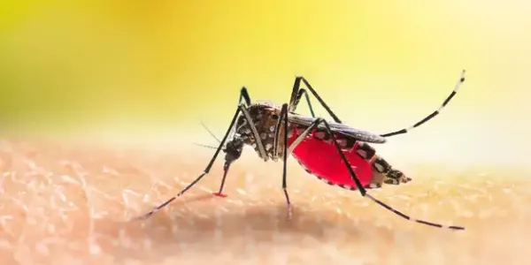 Mosquito on skin
