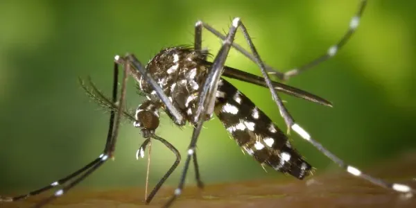 close up of a mosquito