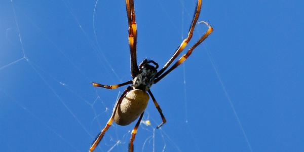 Golden Silk Orb Weaver Spider on a web