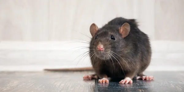 Rodent in home 