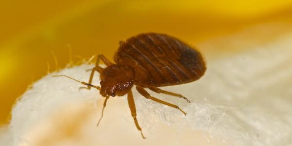 Bed Bug