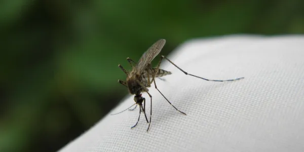 mosquito on a shirt