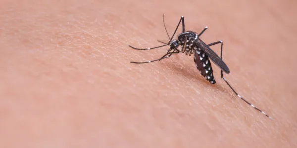 mosquito landing on an arm