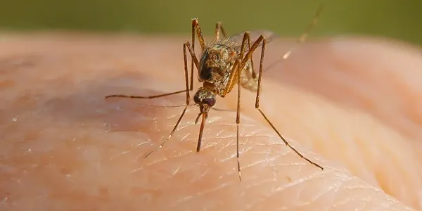 mosquito landing on person's arm