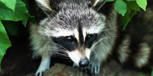 Wildlife