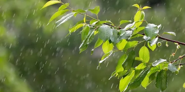 rain on a leaf