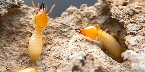 termites on wood