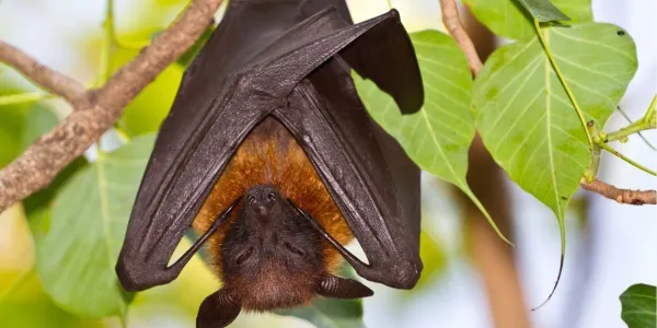 Bat in West Virginia 