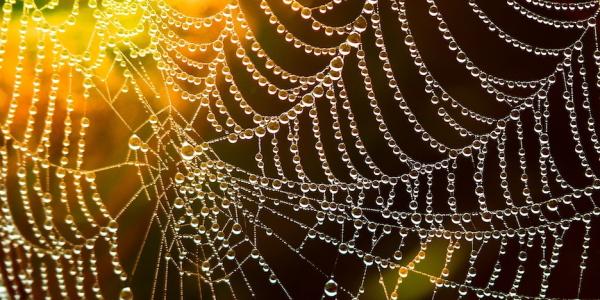 Spider web
