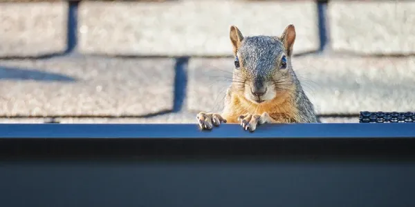 squirrel in house gutters