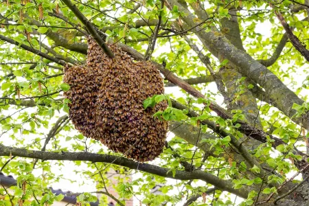 stinging insects