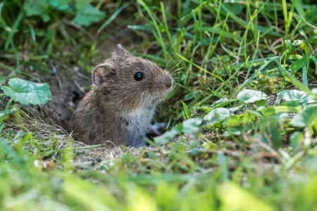 vole