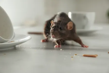 mouse