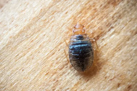 bed bug