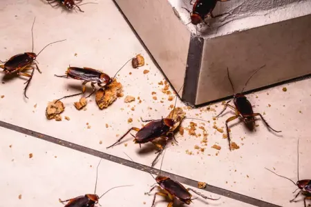 roaches eating