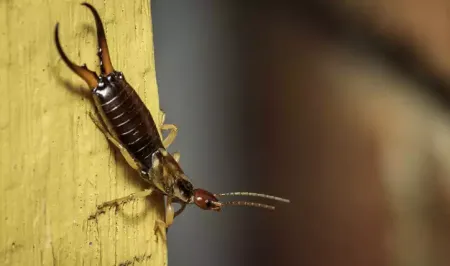 earwig