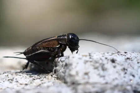cricket