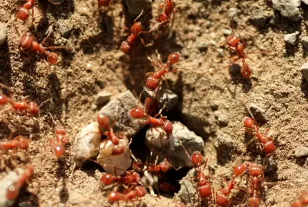 fire ants