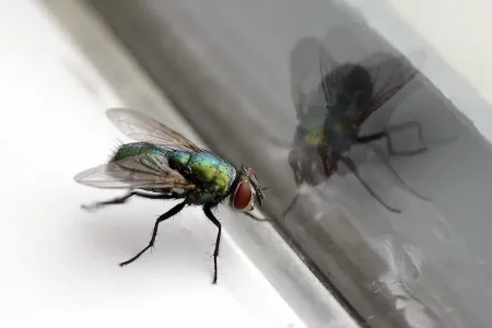 fly