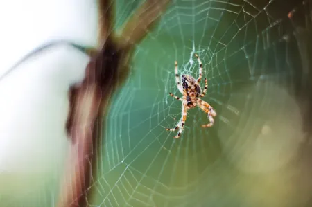 spiders