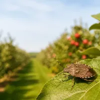stink bug in an orchard