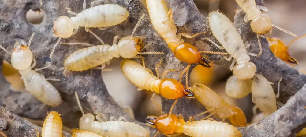 termites