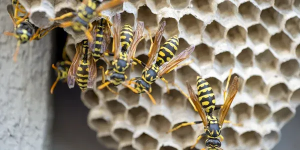 wasp nest