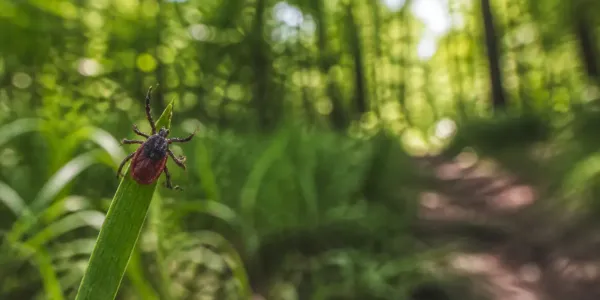tick in the woods