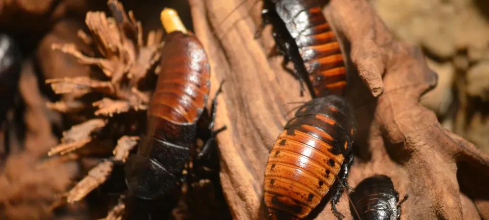 Cockroaches in West Virginia